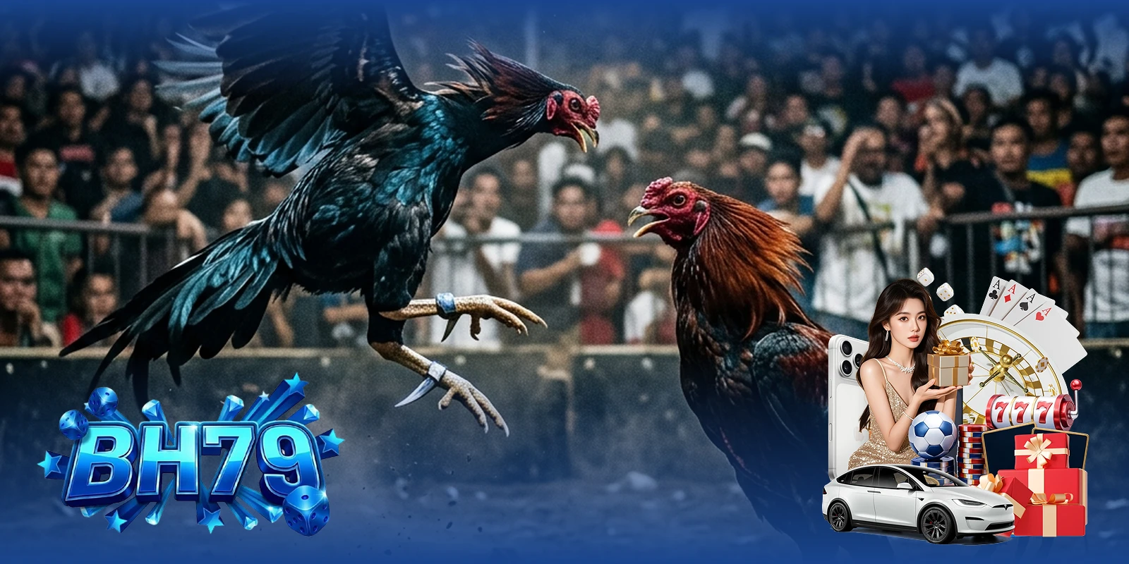 Gà Phi Gà Cam BH79 — Cặp gà chiến Phi và Cam đang so tài tại đấu trường Thomo