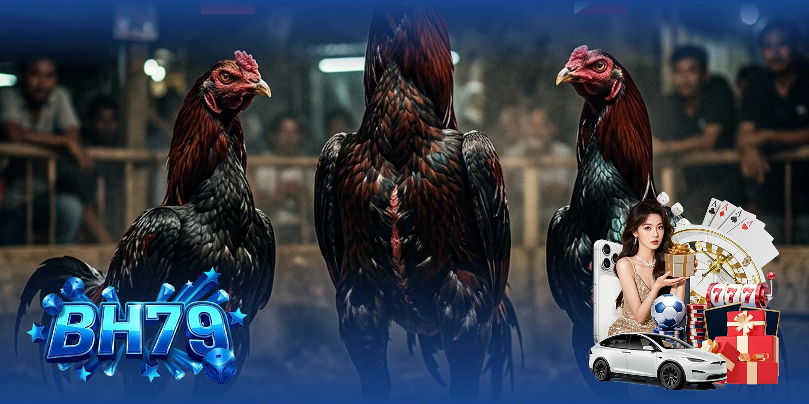 Gà Việt Thái Phi tại BH79 — Các chiến kê quốc tế hội tụ tại đấu trường CPC